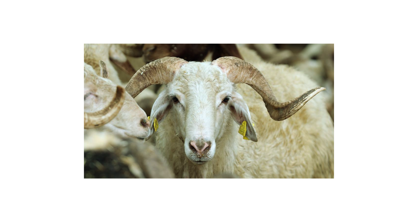 Kurban Eti Nasıl Dağıtılır?